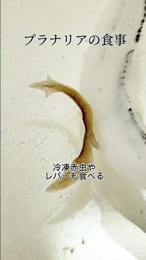 プラナリアの食事 #生物観察 #プラナリア