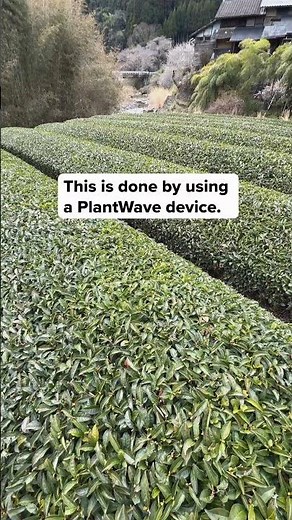 Matcha tea plants are carefully cultivated for their tender leaves, shaped by mist, shade, and slow