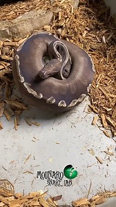 77K views · 835 reactions | What's going on inside this ball python egg? | The Molinaro Snake Lab | Facebook