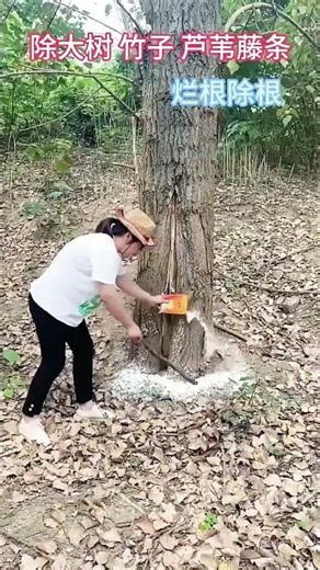 tree cating short video and make wood 🪵#shortsfeed #treecating
