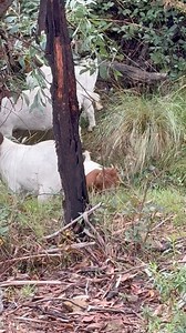 6.6K views · 545 reactions | Goats all directions #goldngoats #goatsnearme #boergoatsaustralia #goatfarming #boergoatbreeder | Gold’n’Goats | Facebook