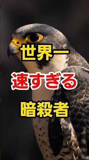 【衝撃】世界一「速すぎる」暗殺者、ハヤブサの正体 ​#動物 #雑学 #ハヤブサ #鳥 #shorts