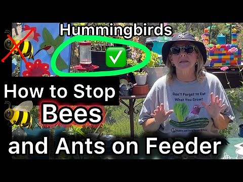 How to Keep Bees & Ants off of Hummingbird Feeders FREE & $4 for Your Hummingbirds & Hornets & Wasps
