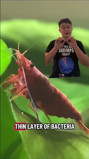 Key shrimp breeding tips
