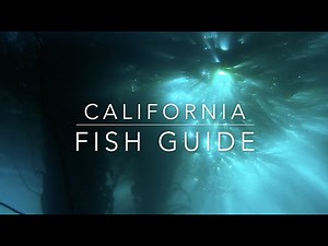 California Fish Guide