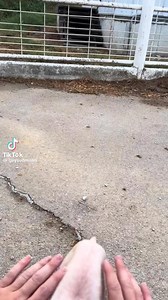 62K views · 729 reactions | ADORABLE!  | Farmers Weekly | Facebook