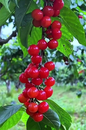 Soothing Summer Sounds | White Noise For Relaxation 😌😌😌