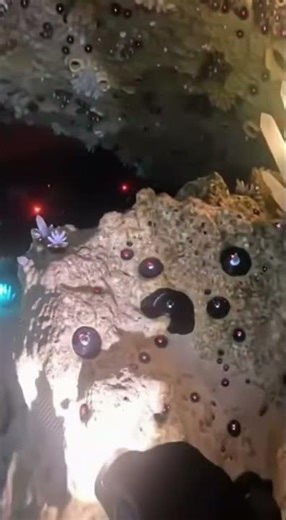 Exploring a Hidden Underwater Cave 🌊🤿 | Amazing Scuba Diving Adventure 🐠✨