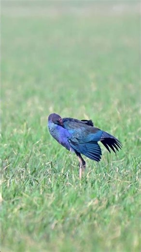 Grey-headed Swamphen in 4K | Stunning Wetland Bird Close-Up
