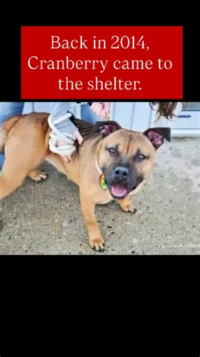 Cranberry’s story began here at the shelter all the way back in 2014. She was just a young terrier mix then full of curiosity and love. She found a home and a person who adored her. For years, she was cherished. But after her beloved owner passed away, she was rehomed, and somehow, life brought her back to us again 11 years later. Now 12.8 years old, Cranberry is older, a little greyer, and completely deaf, but her heart? Still soft. Still open. Still full of love. She’s as gentle and sweet as e