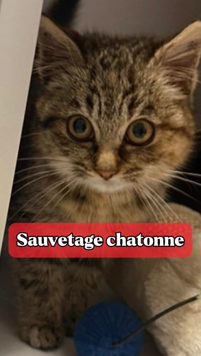 ALMA 🐾 on Instagram: "✨ Toute petite… mais déjà une grande battante ✨ Trouvée seule, en pleine nature, par une ancienne bénévole de l’association Alma 🥺 Cette rikiki chatonne a croisé la bonne route au bon moment. Le temps de sa quarantaine, elle a trouvé refuge chez tata Caro, au chaud, en sécurité, entourée d’amour 🏡🤍 Bientôt, elle sera mise en règle, puis rejoindra la pièce à chats avec les copains, avant de pouvoir partir à la rencontre de sa future famille… Encore un sauvetage rendu pos