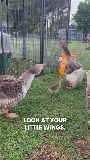 The Geese Conga Line Begins