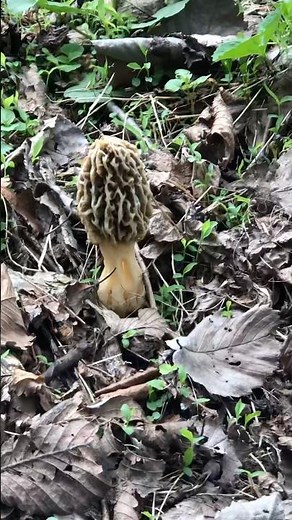 Morel mushrooms in Pennsylvania. #morelmushrooms #fungi #wildedibles #mushroomhunting #pennsylvania