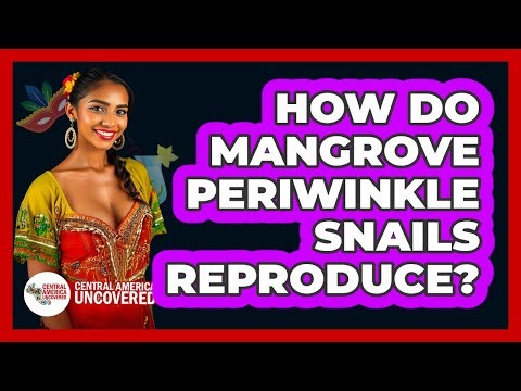 How Do Mangrove Periwinkle Snails Reproduce?