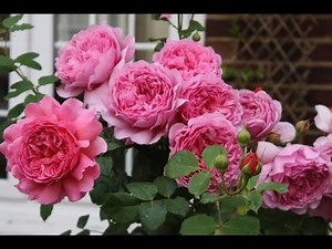 Party Night(通宵派對) - Line Dance