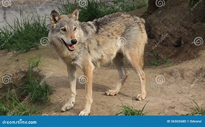 Wolf Stock Footage & Videos - 6,506 Stock Videos