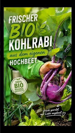 Kohlrabi harvest from the raised bed here at the hobby gardener's. #tips #garden #gardening #harvest