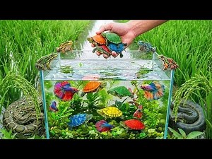 UNBELIEVABLE Discovery: Giant Bugs & Colorful Moths Found!