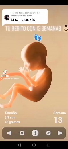 Desarrollo del bebé a las 13 semanas de embarazo