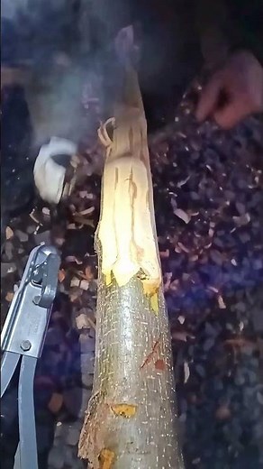 Tree Bark Removal by Hand - Traditional Wood Peeling Tool