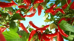 Fresh Chilli Peppers Plants Camera Motion Stock Footage Video (100% Royalty-free) 3653633087 | Shutterstock