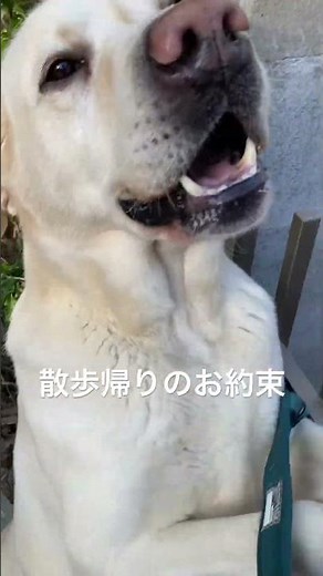 飽きない飼い主とワンコ #ラブラドール,#ARKの森,#森の中