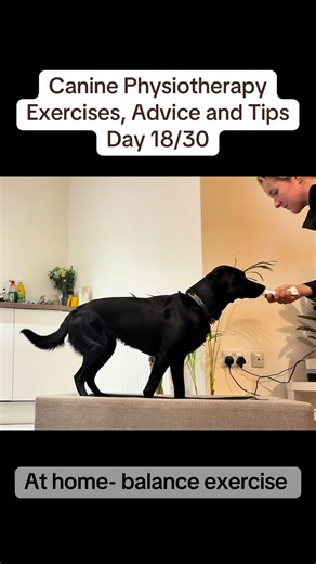 Enhancing Canine Balance Through Practical Exercises