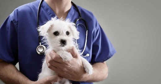 Learn how to determine the right time to spay or neuter your dog