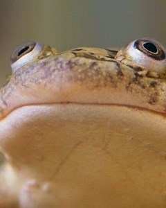 Did you know that Xenopus frogs can be used to determine human pregnancy!? Learn more in tomorrow night's episode of #HumanFootprintPBS at 9/8c. 👣 | PBS