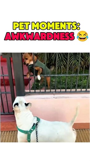 When Pets Gets Awkward Mode Part 1 💀 🤣