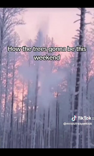 Exploding Trees: Understanding the Cold Weather Phenomenon