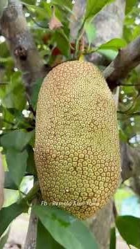 Harvesting Giant Jackfruits & Village Life! 🌳 #Shorts