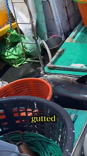 production d'eau de coco thaïlandaise #Peche #thon #thailand | L'atelier 360