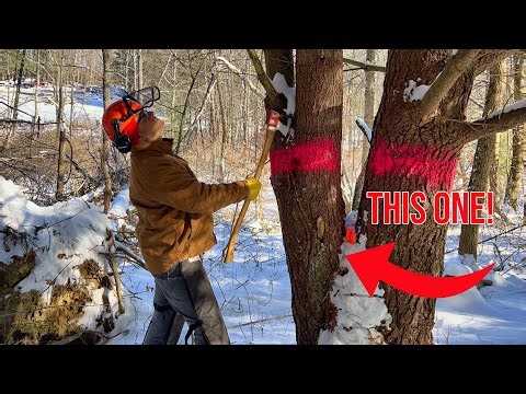 Felling a Tree in Freezing Cold Weather