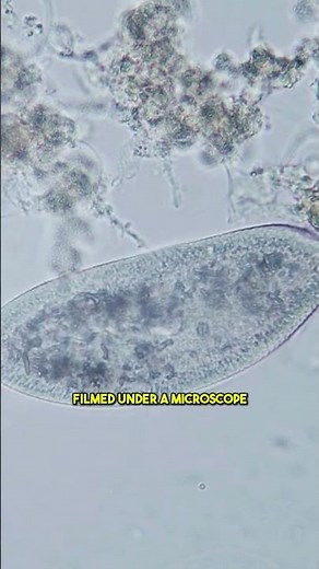 Not a Comet, But a Cell: Scientists Now Believe This Object Might Actually Be Alive