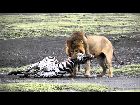 Lion kill