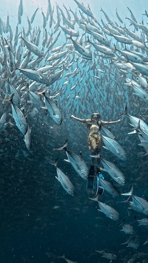 One way to communicate underwater is to do a “Fish Call or a Grouper call to get the attention of the other diver or the model diver . 🧜‍♀️Matthew Tan 🎥Kusinerong Freediver 📍Balicasag Island Bohol, PH #underwaterphotography #fyp #Bohol #balicasag #gopro #freediving #apnea #underwater | Kusinerong Freediver