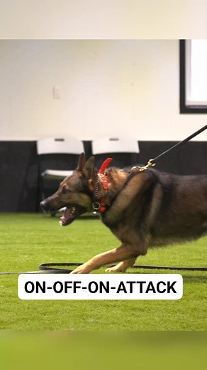 Controlled Aggression with K9 Evo | Shield-K9 Dog Training