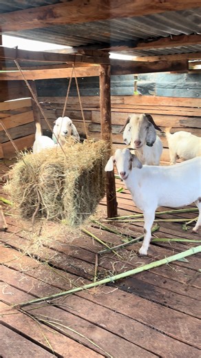 Morning Goat Routine: Hay & Salt Boost