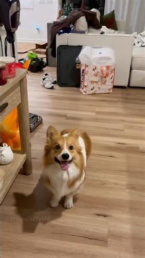 Christmas Ready! 🎄🎅🏻 #christmas #corgi #funny #dogs