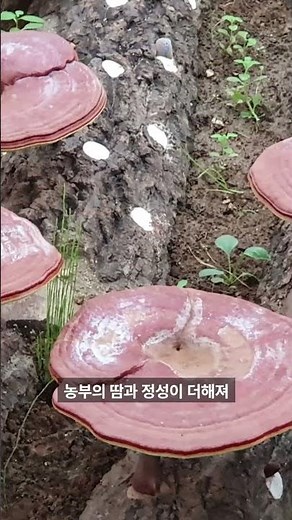 장수버섯농장에서 재배하는 영지버섯 이야기입니다~ #영지버섯 #상황버섯