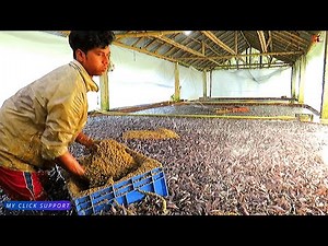 Awesome! Feeding strategy for catfish production || Hybrid Magur Fish Farming Business in India