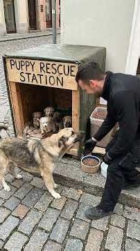 ✅ Heartwarming Puppy Rescue Station Build | Mother Dog Reunites With Her Puppies ❤️🐶