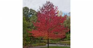 Jardinage : cinq arbres rouges à planter pour un extérieur coloré