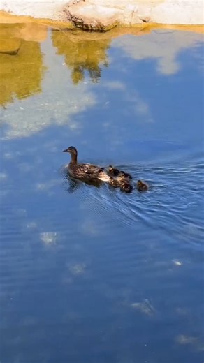 Biovora on Instagram: "A Thousand Little Cuts 📽 by @chemalbaladejo Words @natureismetal Man, it must really be difficult to keep all of your ducklings alive as a duck mom. You have to watch the sky, the ground, even underneath the water as well. Hawks swoop down, snakes and foxes creep close, and fish like bass grab ducklings from below. To combat this, ducks rely on a strategy some call high-output breeding, laying big broods - often 6 to 12 eggs or more - knowing at least some won’t make it. 