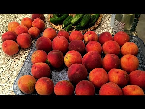 Common Problems when Growing Peaches