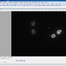 Monitoring Plasmid Replication in Live Mammalian Cells over Multiple Generations by Fluorescence Microscopy