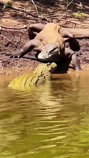 Will A Crocodile still alive A big Comodo Dragon Ambush? part 44 #crocodile #comododragon #danger