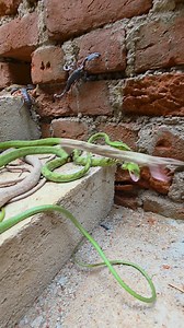 Green Tree Snake Rescue #highlightseveryone | Mobarak Snake Panchet