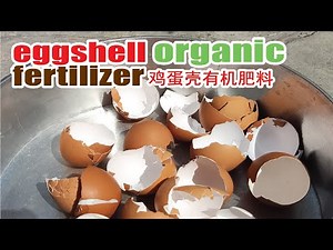 蛋壳肥料制作 |how to make fertilizer with eggshells | 鸡蛋壳怎么做肥料 | homemade fertilizer
